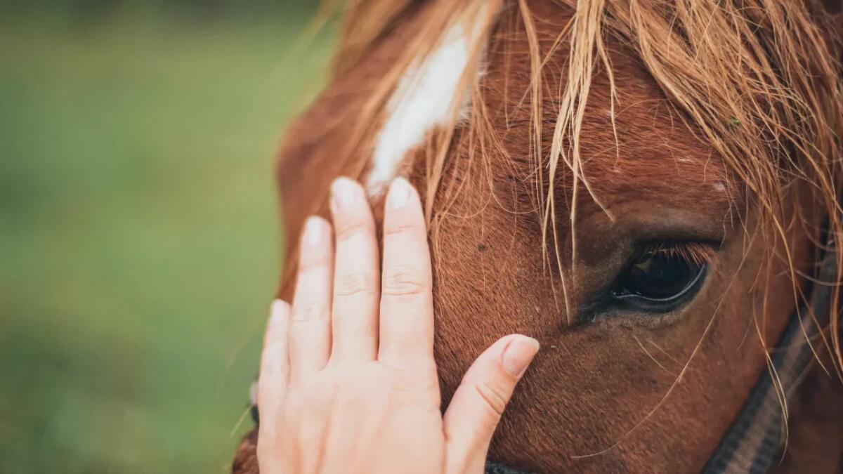 Dialogo con gli animali: come la democrazia interspecie può cambiare il nostro futuro - 