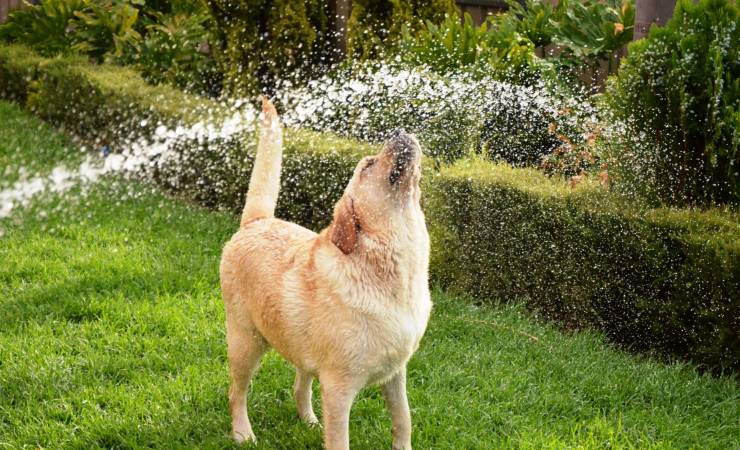 Animali domestici e alte temperature: strategie per evitare colpi di calore