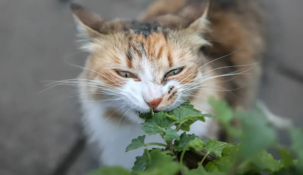 La verità su come il cervello del tuo gatto gestisce l'erba gatta