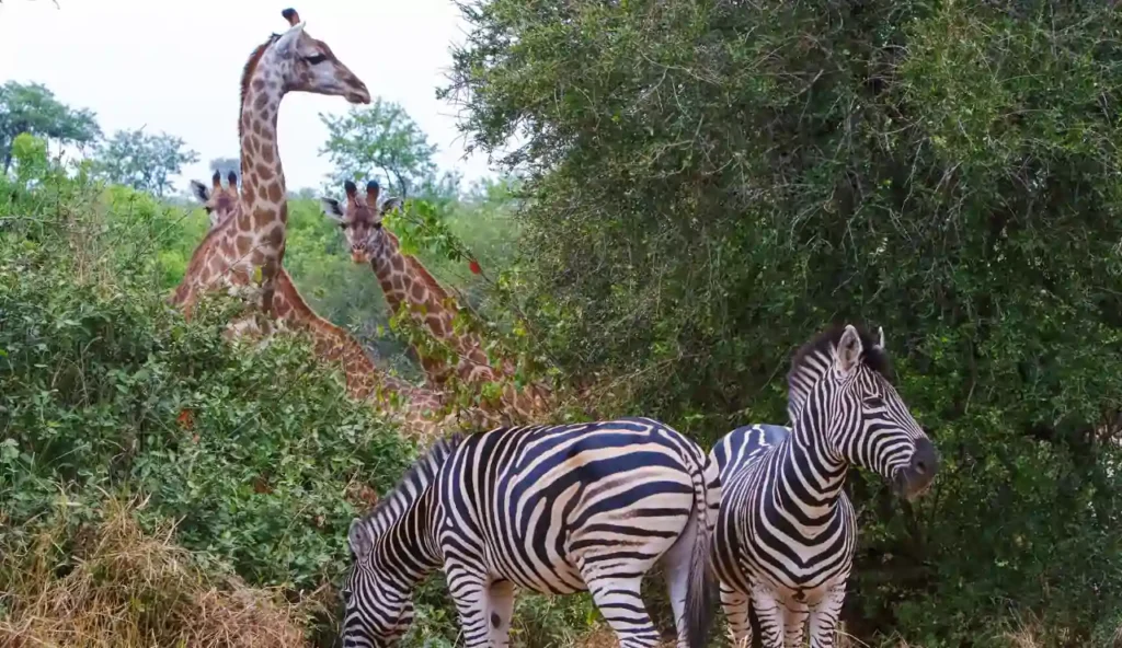Scanner all'avanguardia per il rilevamento delle specie in natura