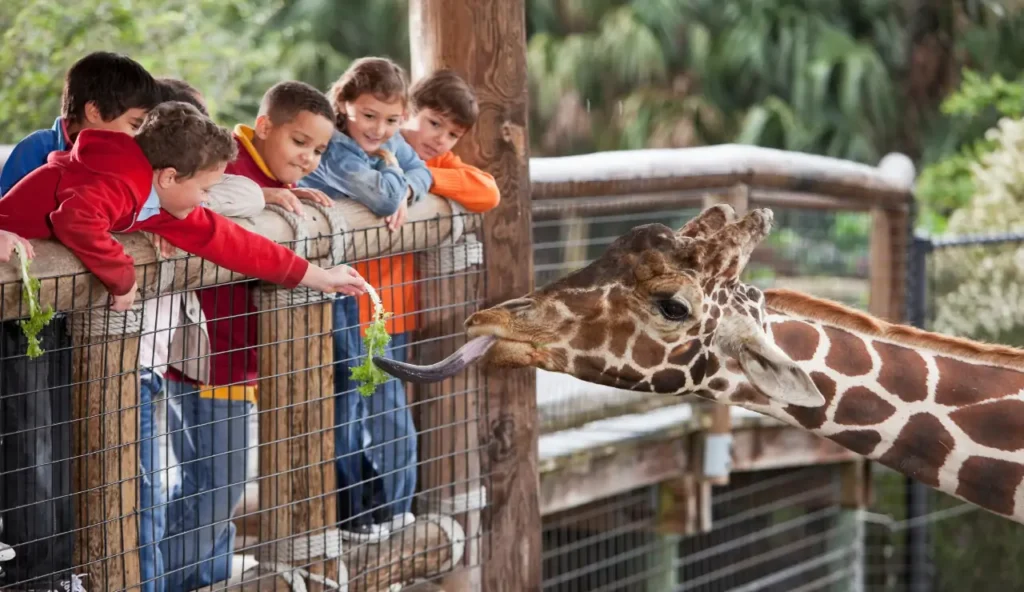 Una nuova visione per gli zoo moderni: dal XIX secolo a oggi