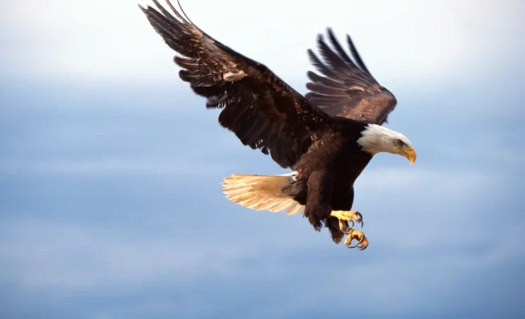 Apparentemente simili, ma in realtà diversi: scopri le differenze tra il falco pescatore e l'aquila.