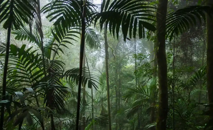 Come stanno le foreste pluviali nel 2024? Una giornata mondiale per riflettere