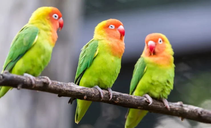Quattro uccelli che dimostrano che “cervello di gallina” non è un insulto