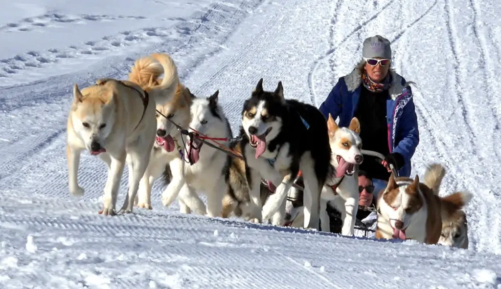 Il dna dei cani da slitta della Groenlandia svela segreti antichi dell'Artico