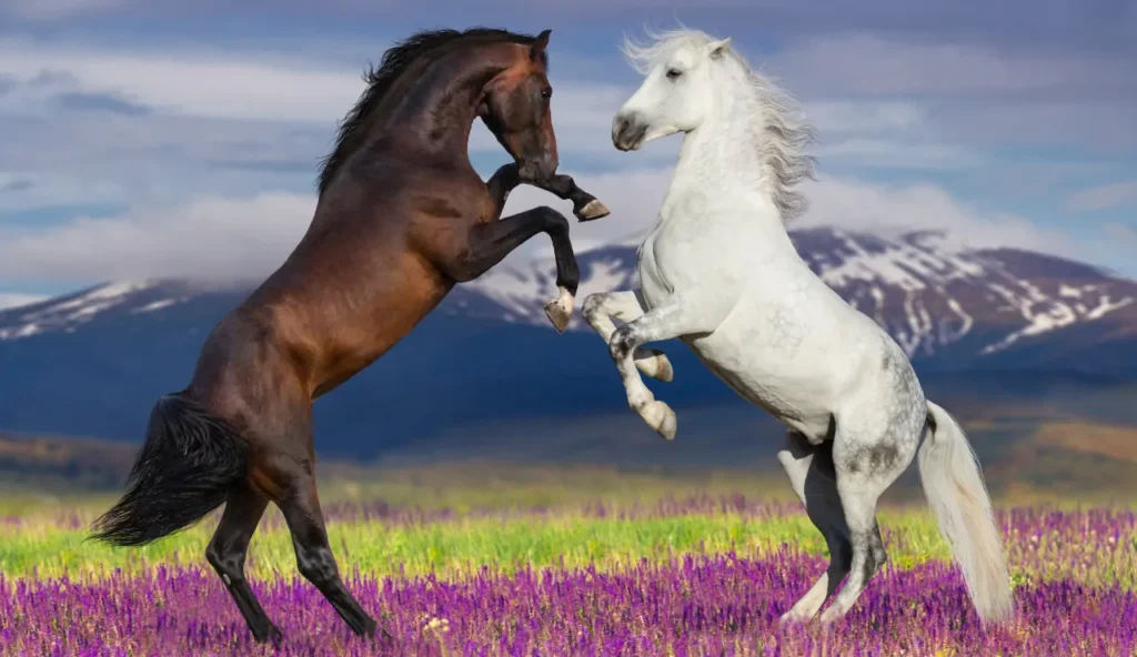 Cavallo a tavola nel Medioevo: l’archeologia smentisce il racconto religioso in Ungheria