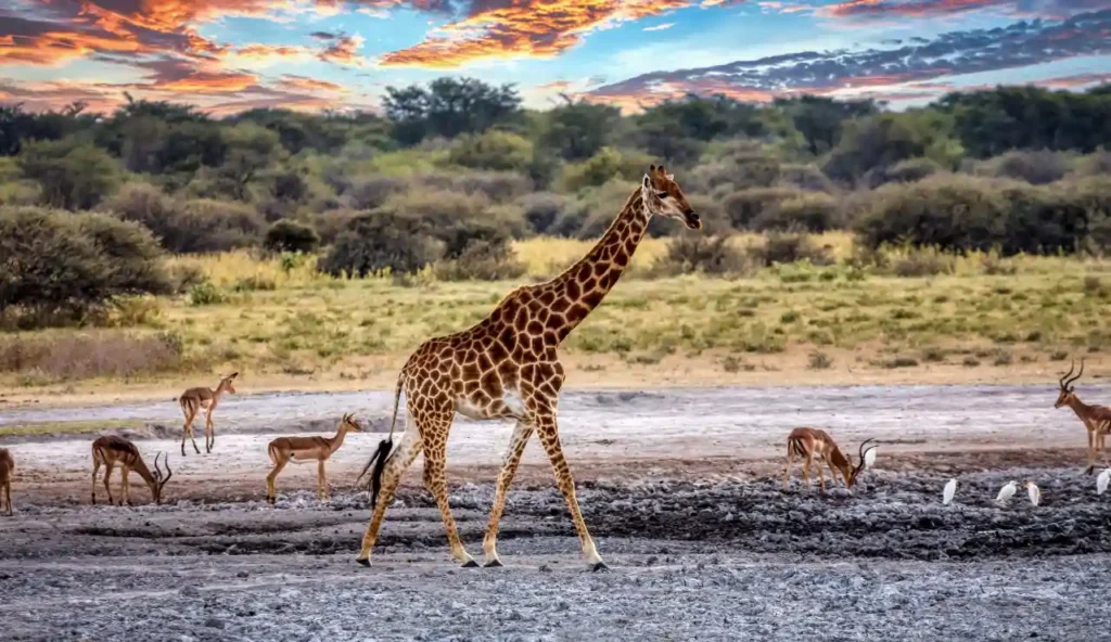 Peter Knights lancia Wild Africa: nuova strategia per salvare la fauna selvatica
