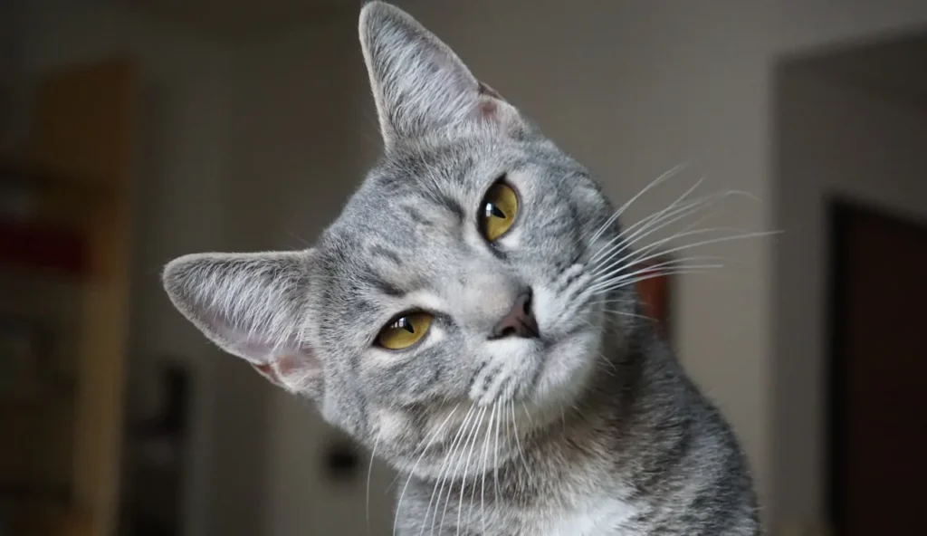 Gli anni dei gatti spiegati: come si calcola l’età felina in anni umani