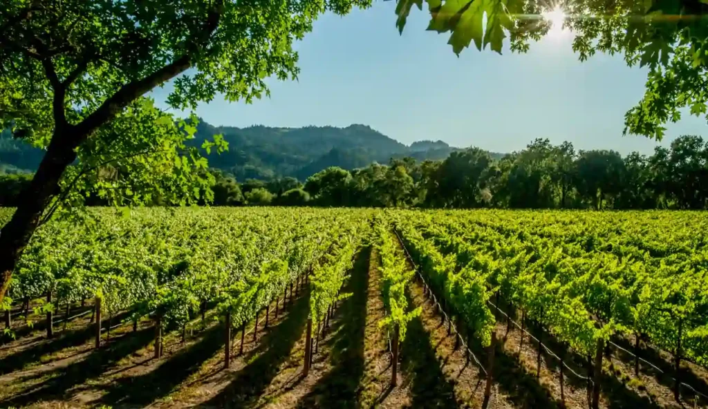 Vigne e pesticidi: come le sostanze chimiche minacciano ecosistemi e fertilità del suolo