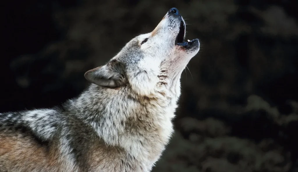 Elfi o lupi? Il mistero nascosto dietro il poema epico “Song of Wade”