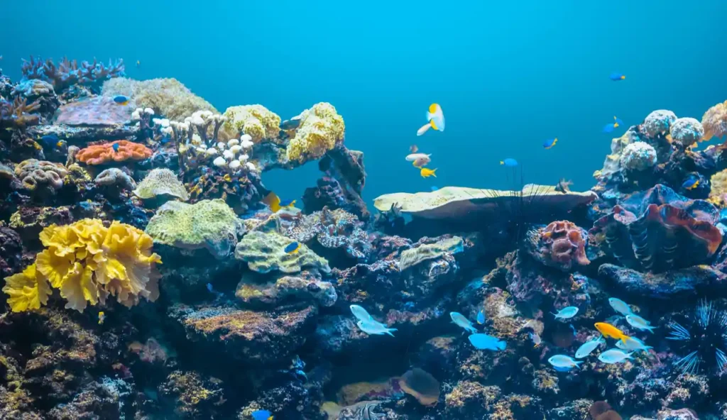 Conservazione marina in Indonesia: il modello vincente di Mark Erdmann per salvare la biodiversità
