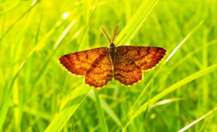 Perché anche gli invertebrati esotici hanno bisogno di protezioni nel commercio