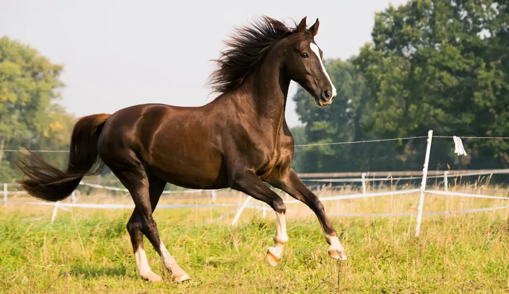 Il cavallo da 70 milioni che ha stupito il mondo delle corse
