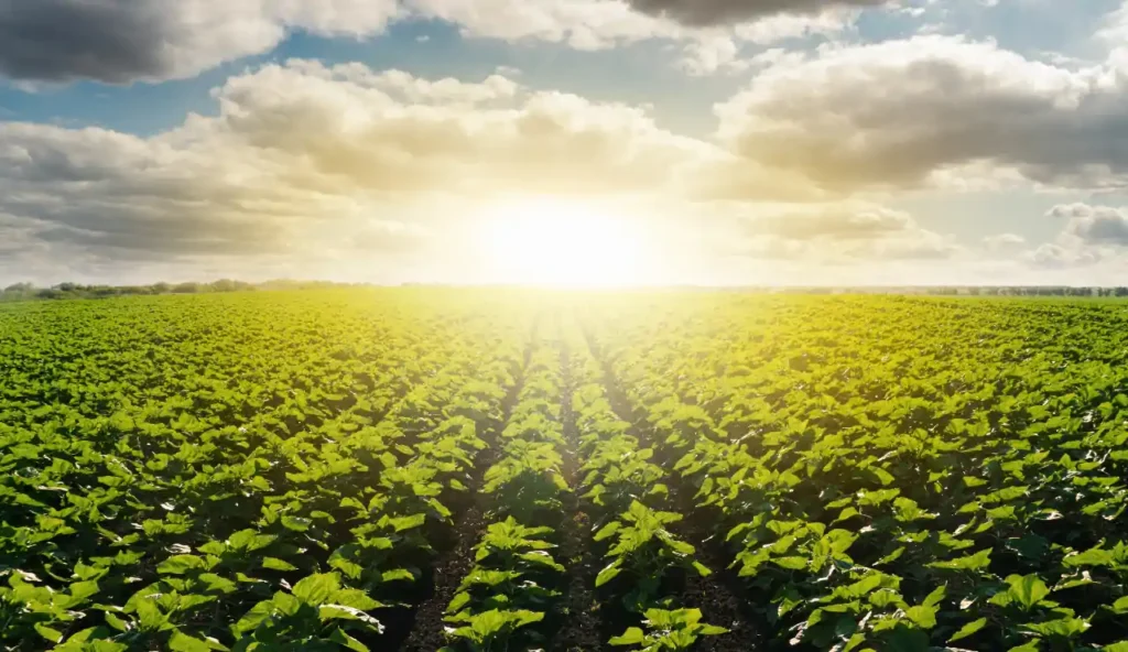 Come la calce agricola negli Stati Uniti può diventare un potente assorbitore di CO₂