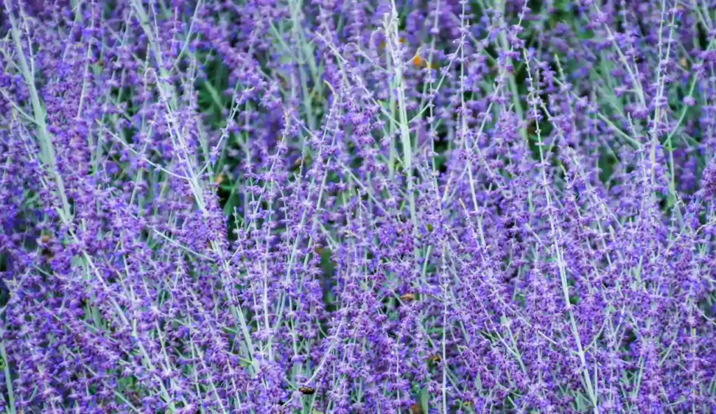 Lavanda vs salvia russa: quale pianta profuma e colora meglio il tuo spazio verde?