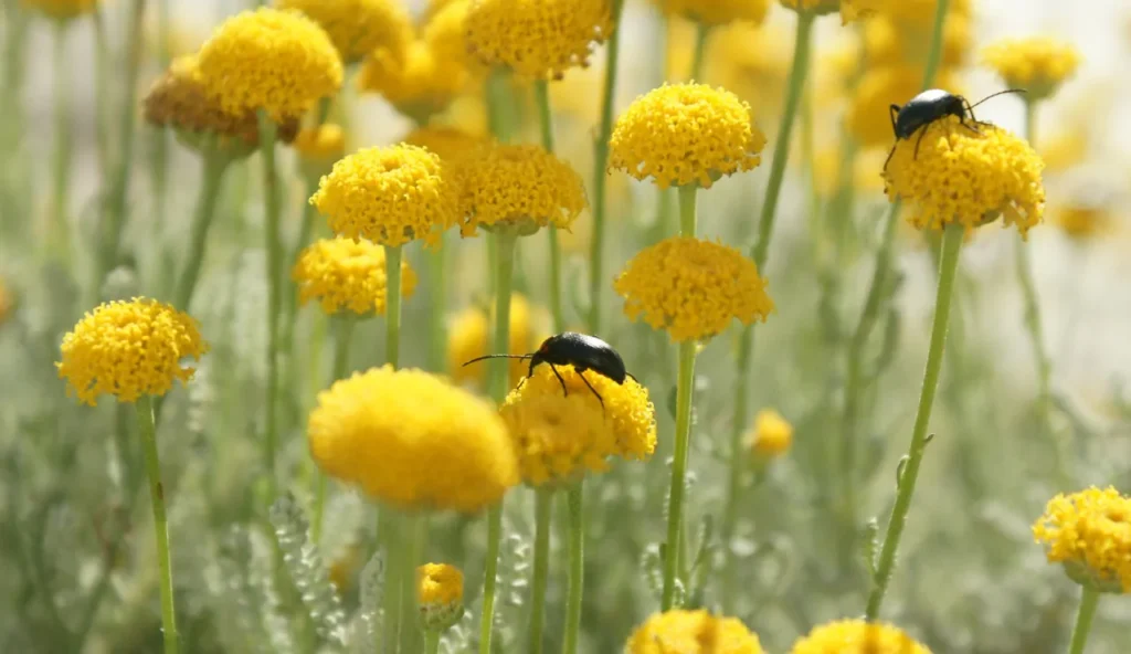 Ecco perché ti servono assolutamente questi 7 insetti nel tuo giardino