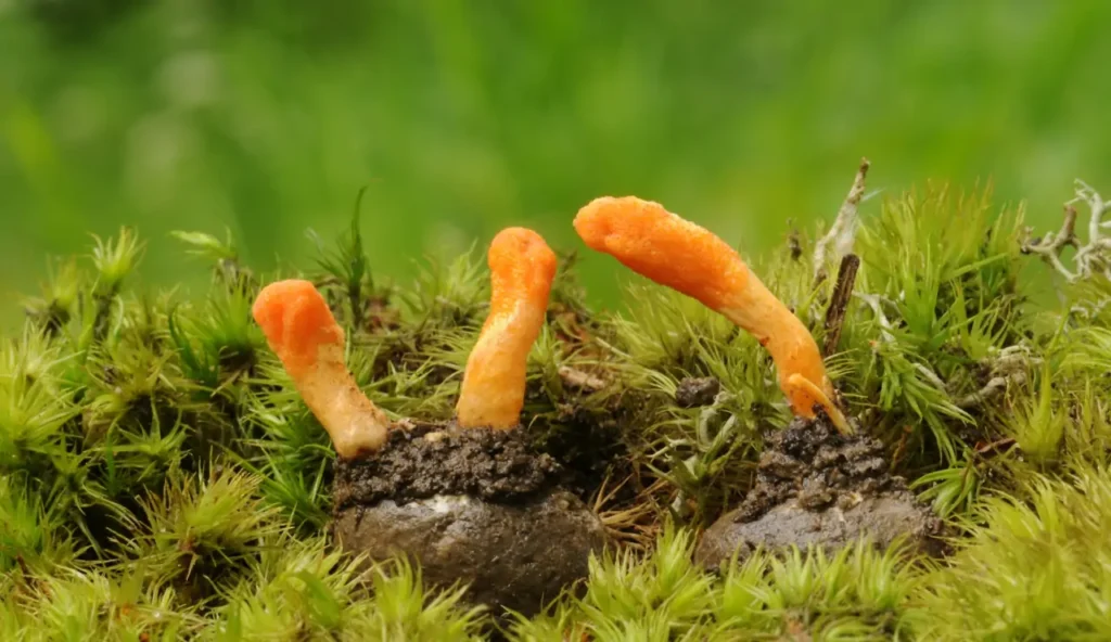 Zombie nel mondo degli insetti: il sorprendente meccanismo del fungo Cordyceps