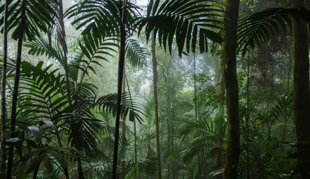 La crisi silenziosa delle foreste pluviali del mondo