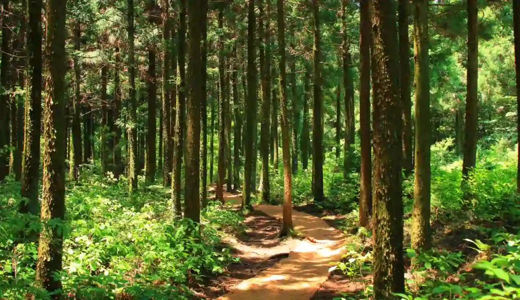 Il movimento nascosto delle foreste: un ecosistema che "cammina" con il clima