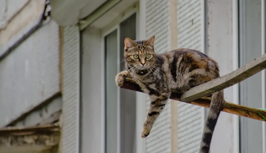 Gatto comune