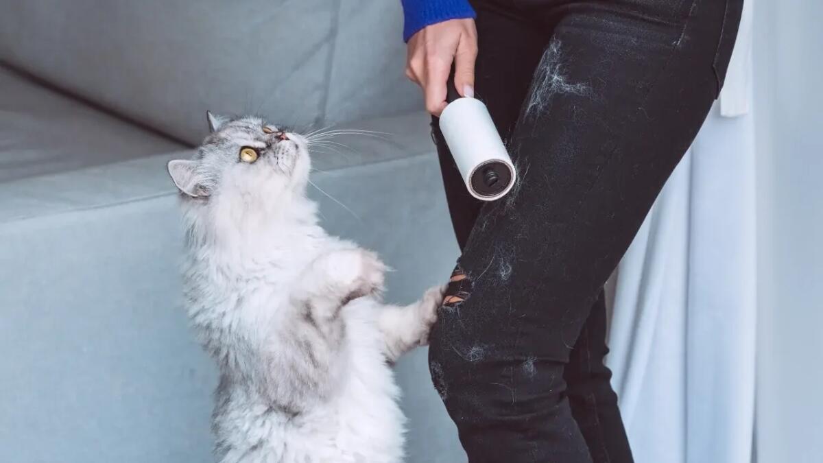 Perché il tuo gatto ti segue ovunque? - 