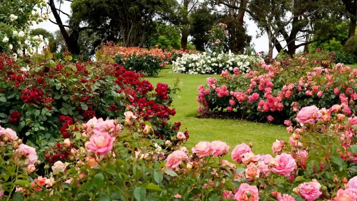 Questo è tra i giardini di rose più incredibili al mondo - 