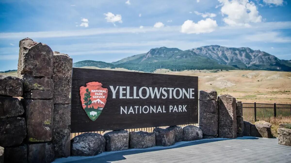 Yellowstone, il ritorno dei lupi fa rinascere la foresta: l’effetto sui pioppi - 
