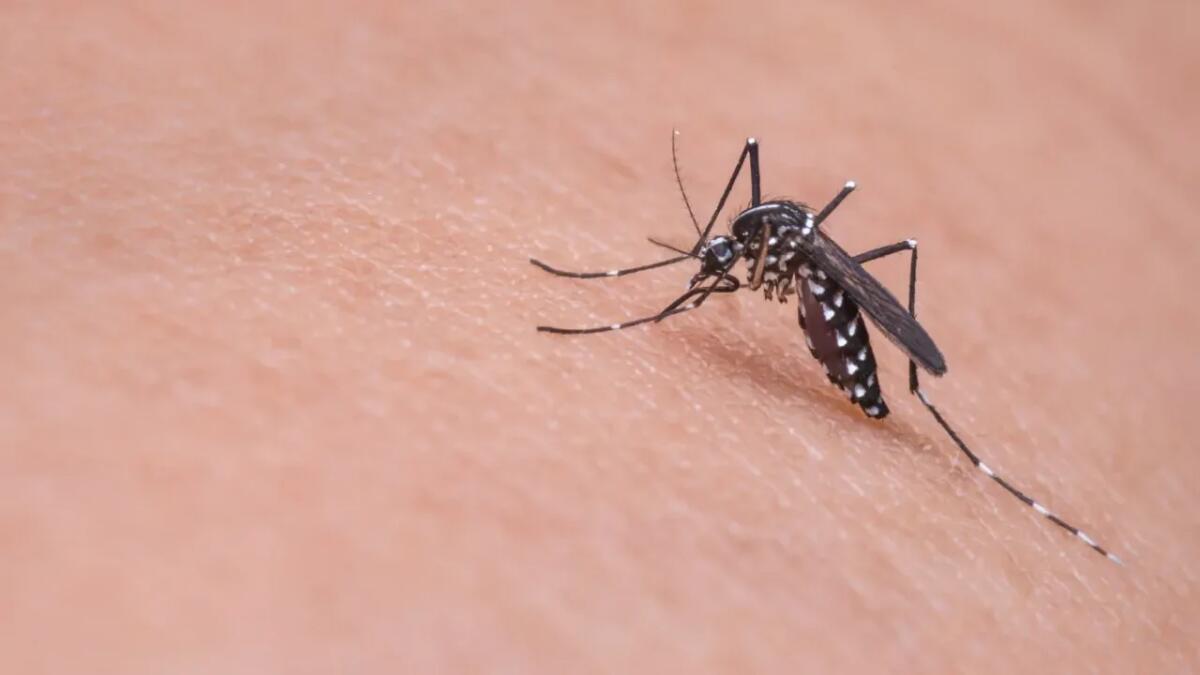Chikungunya: perché l’epidemia in Cina preoccupa e cosa sapere in Italia - 
