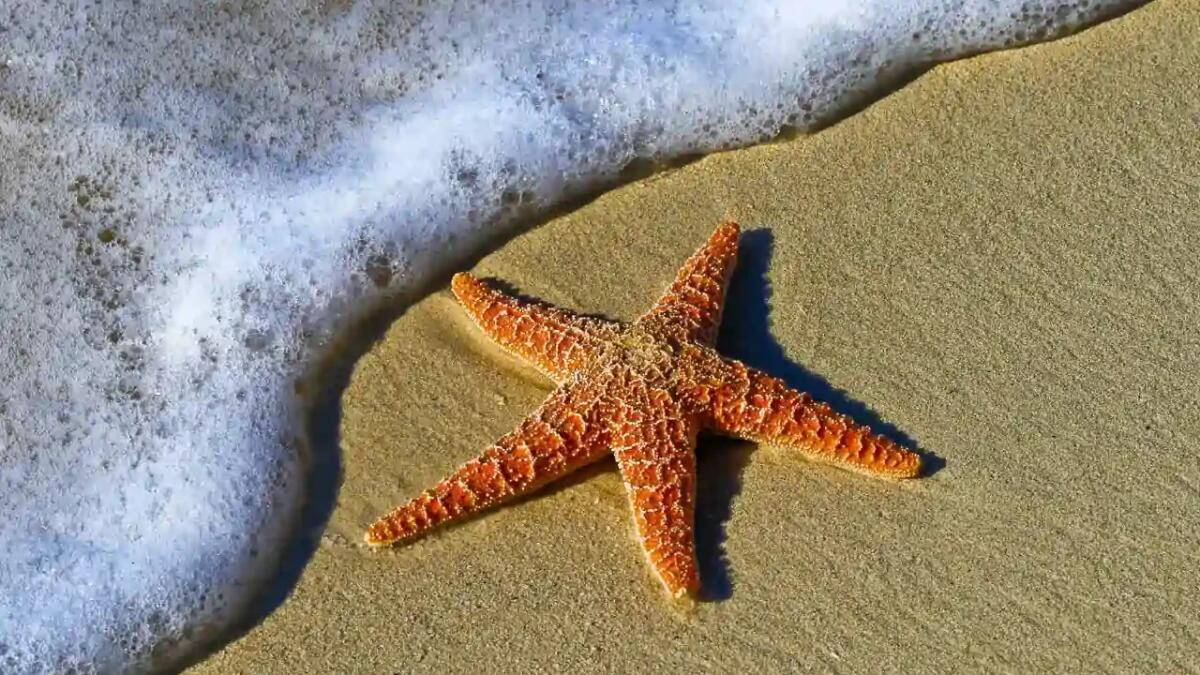 Il batterio che potrebbe svelare il mistero delle stelle marine che si sciolgono - 