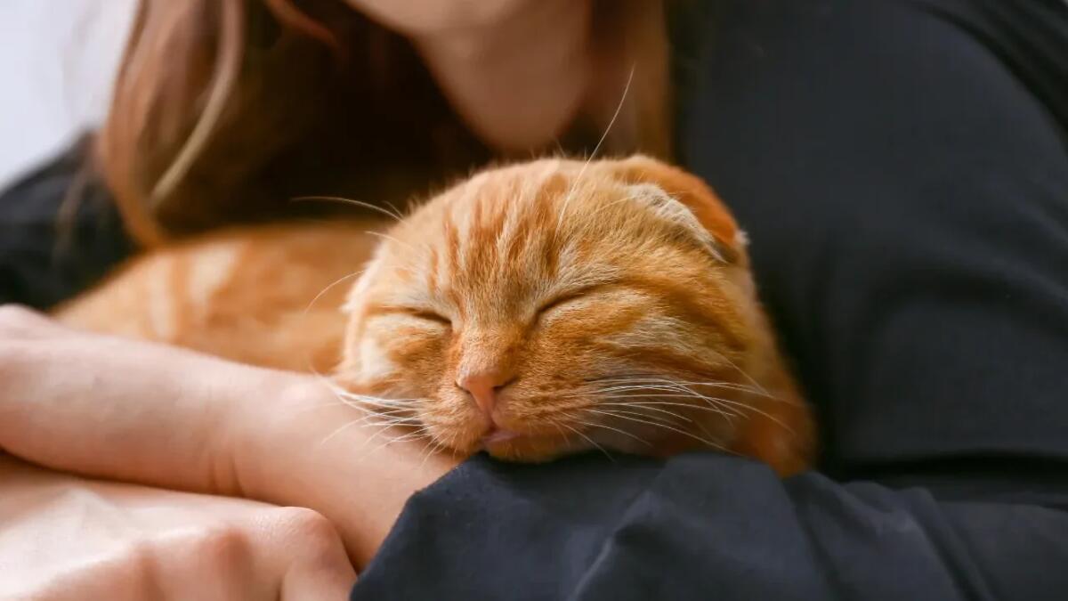 Perché il tuo gatto dorme su di te e cosa significa davvero - 