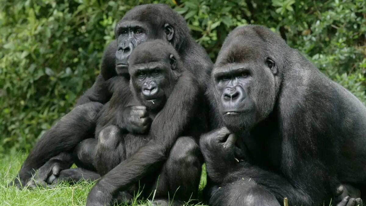 Le amiche di sempre: come le gorilla femmine sfruttano relazioni passate per integrarsi meglio nei nuovi gruppi - 