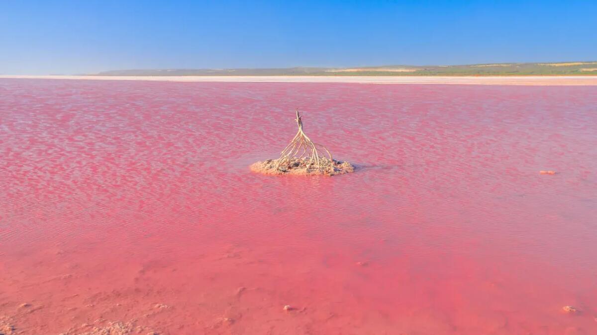 I laghi rosa dell’Australia rischiano di sbiadire: il clima minaccia uno dei suoi tesori naturali - 