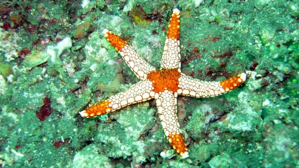 Svelato il mistero dietro la scomparsa di 5 miliardi di stelle marine - 