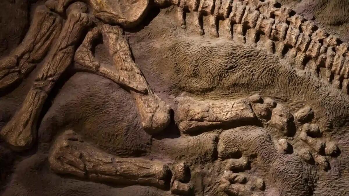 Cosa ci rivelano le ossa antiche 75.000 anni su animali e cambiamenti climatici - 