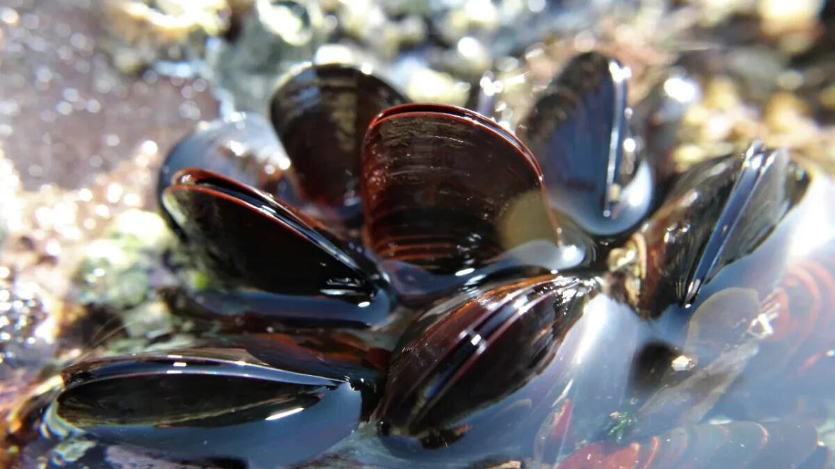 Idrogel ispirato alle cozze: la nuova frontiera degli adesivi resistenti in acqua - 