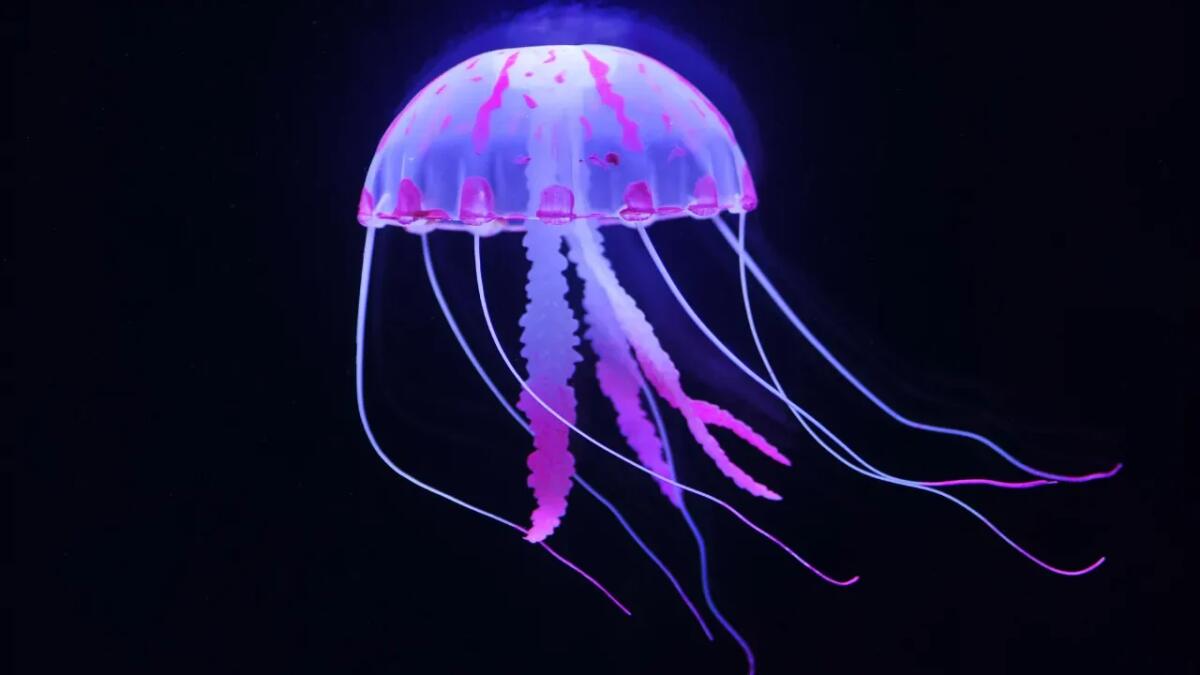 Meduse artiche bloccate da un confine invisibile: il mistero che sfida la scienza - 