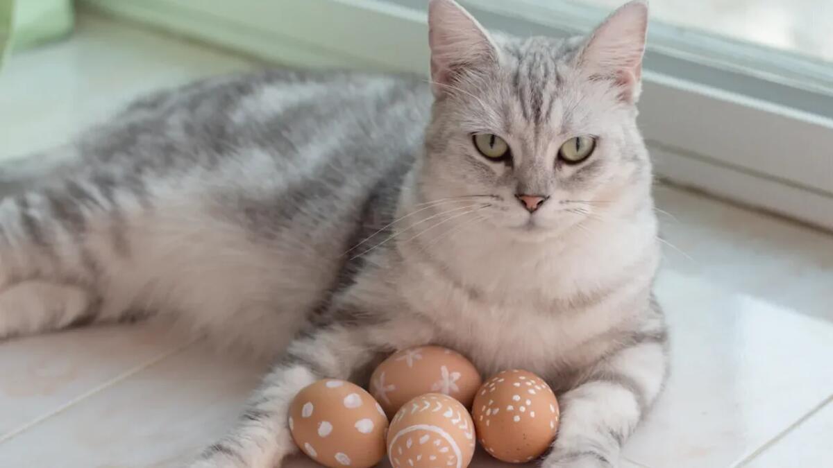 Perché il tuo gatto non ti lascia mai da solo? - 