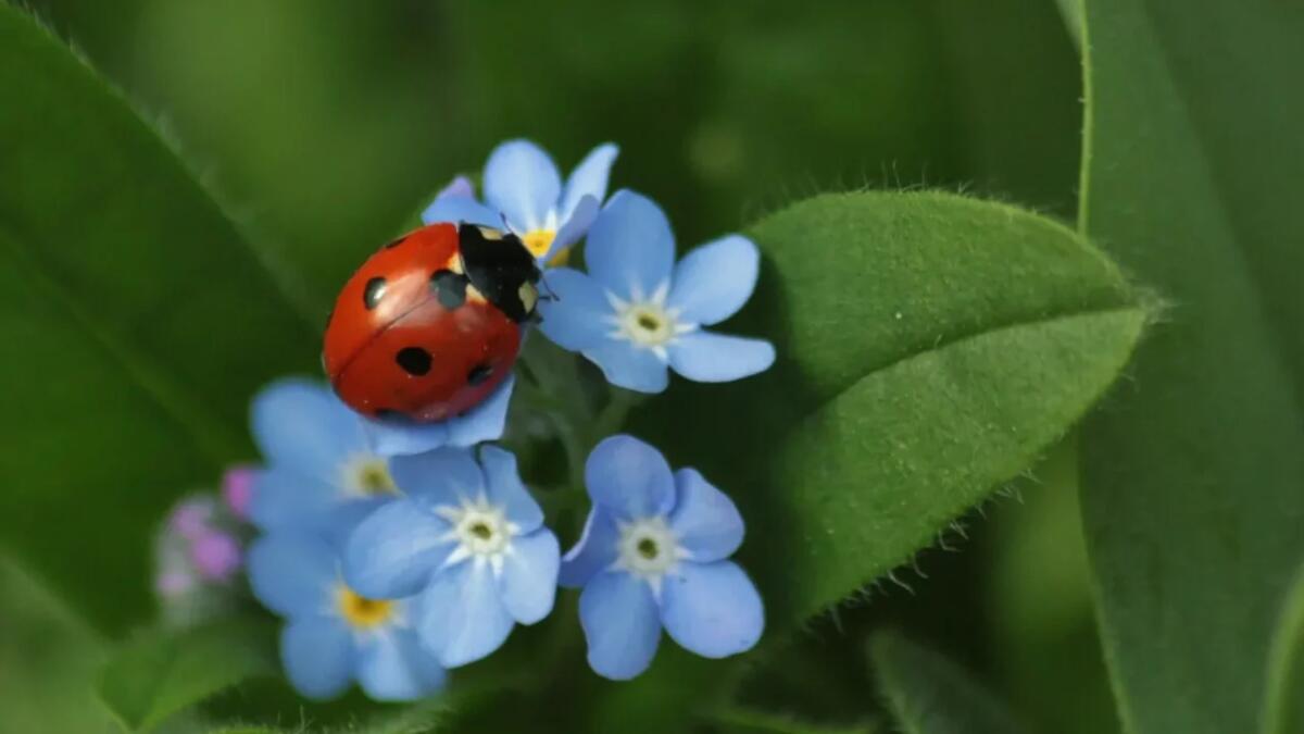 Coccinella asiatica vs comune: la guida per un giardino sano e protetto - 