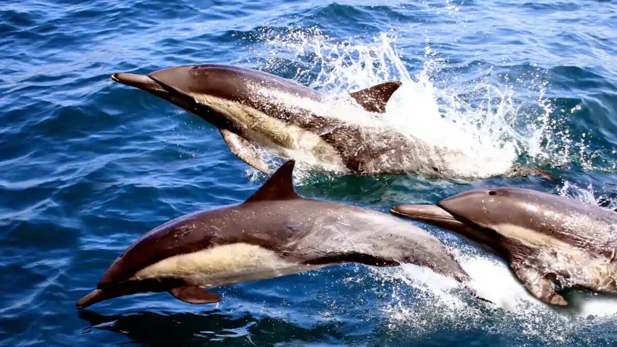 USA, rischio per balene e delfini: le nuove modifiche al MMPA preoccupano gli ambientalisti - 
