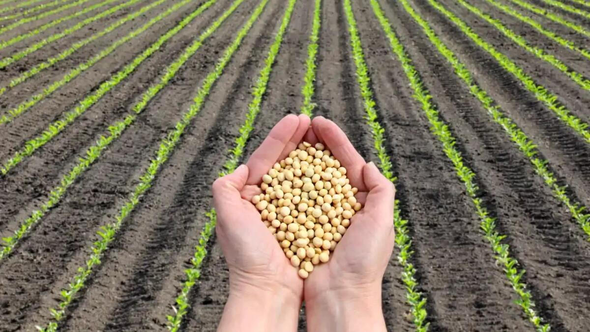 Cibo, cultura e sostenibilità: la lezione dei popoli indigeni per nutrire il futuro - 