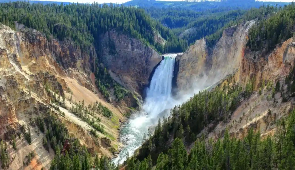 Yellowstone, il ritorno dei lupi fa rinascere la foresta: l’effetto sui pioppi