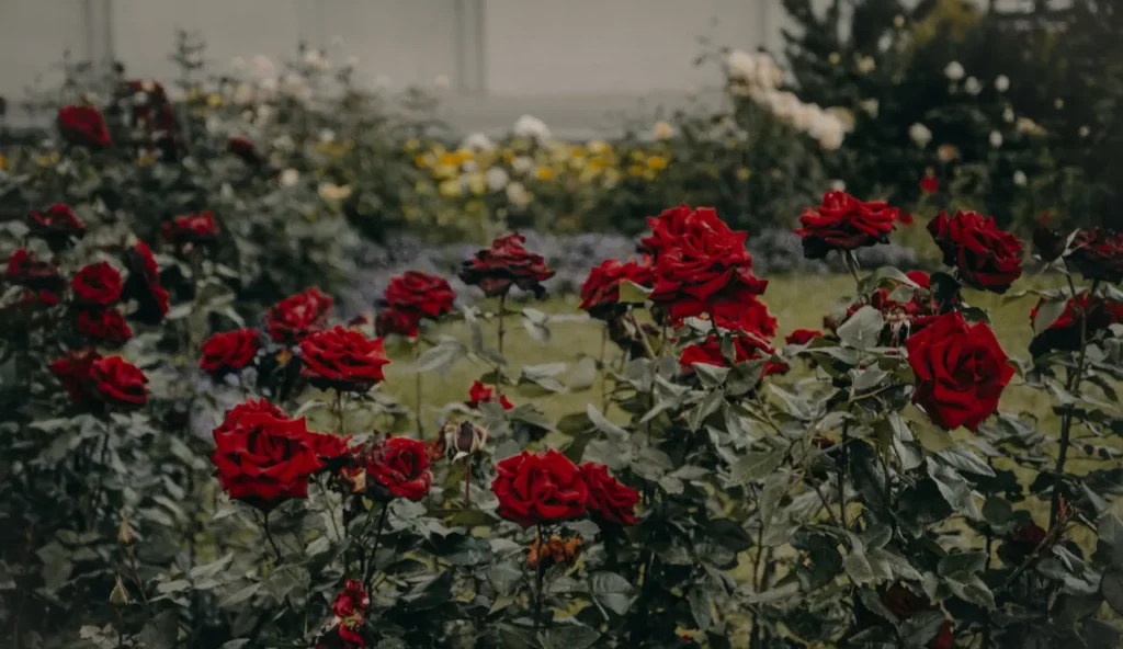 Questo è tra i giardini di rose più incredibili al mondo