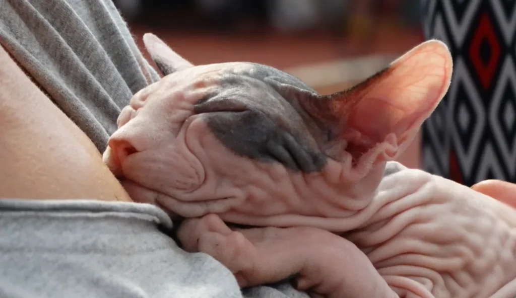 Perché il tuo gatto dorme su di te e cosa significa davvero