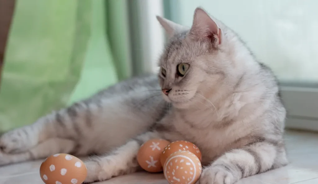 I gatti possono mangiare uova? Tutto quello che c'è da sapere