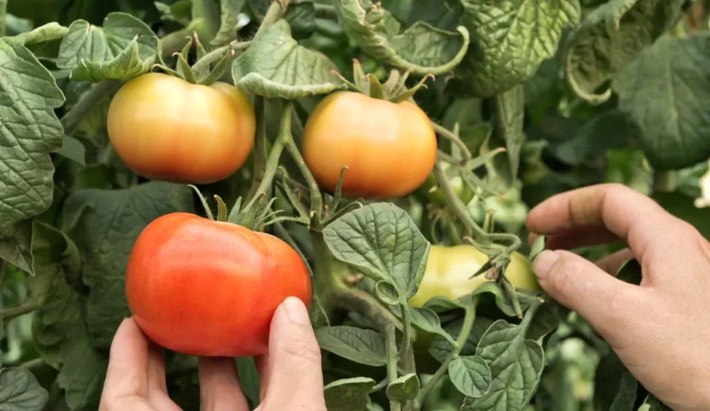 Coltivazioni del futuro: come le piante senza semi possono rivoluzionare l’agricoltura e le missioni spaziali