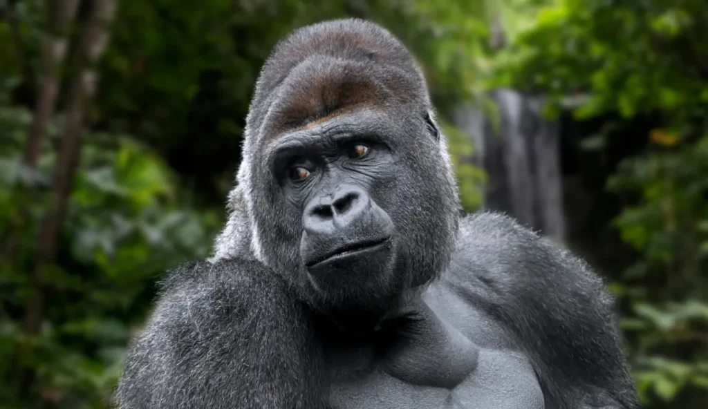 Le amiche di sempre: come le gorilla femmine sfruttano relazioni passate per integrarsi meglio nei nuovi gruppi