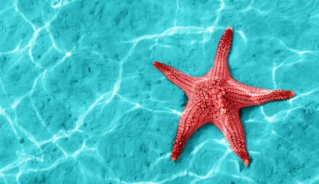 Svelato il mistero dietro la scomparsa di 5 miliardi di stelle marine
