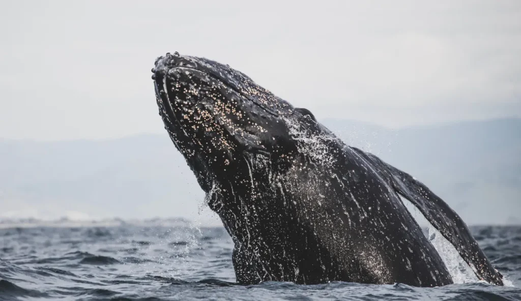 USA, rischio per balene e delfini: le nuove modifiche al MMPA preoccupano gli ambientalisti