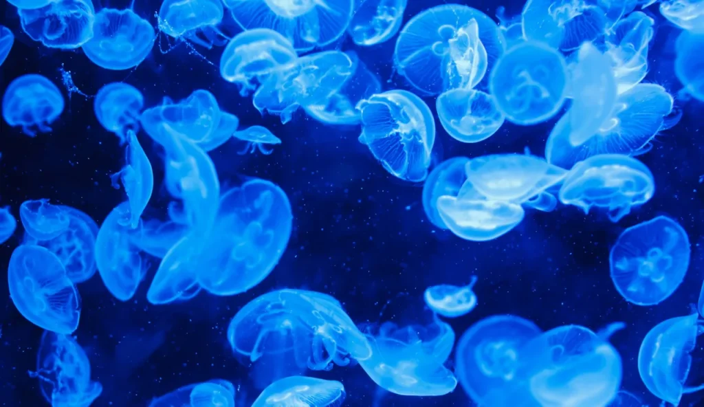 Meduse artiche bloccate da un confine invisibile: il mistero che sfida la scienza