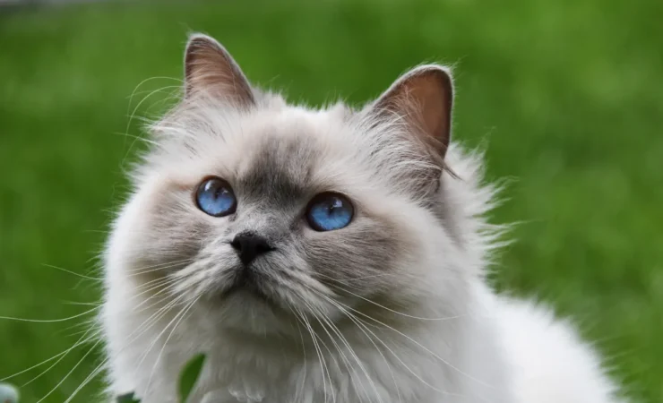 Perché il tuo gatto non ti lascia mai da solo?